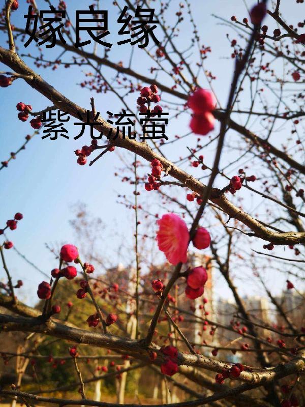 嫁良缘吃个砂糖橘百度